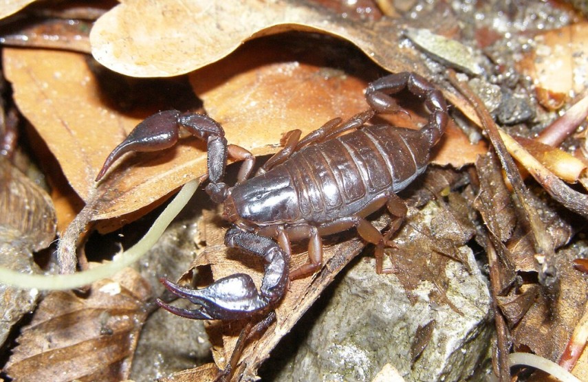 Sursa foto: Wikipedia