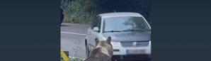 Un șofer ar fi încercat să intre cu mașina într-un urs. IPJ Argeș face precizări (VIDEO)