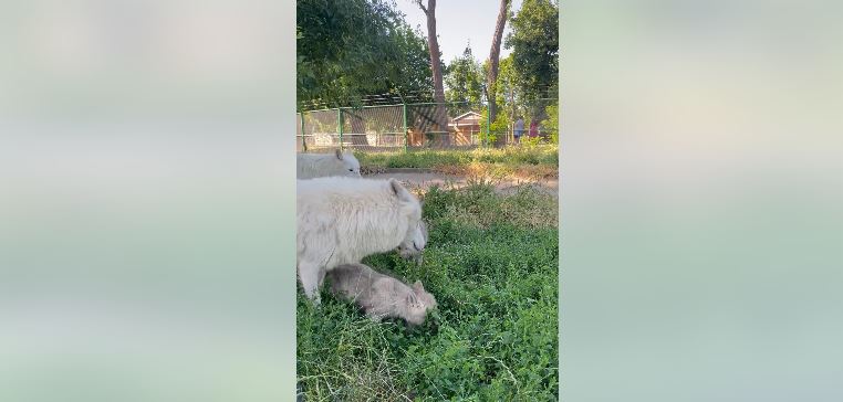 Sursa foto: ZOO Oradea 