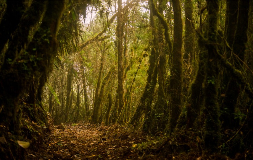 Pădurea tropicală Manú, Peru. Foto - UNESCO