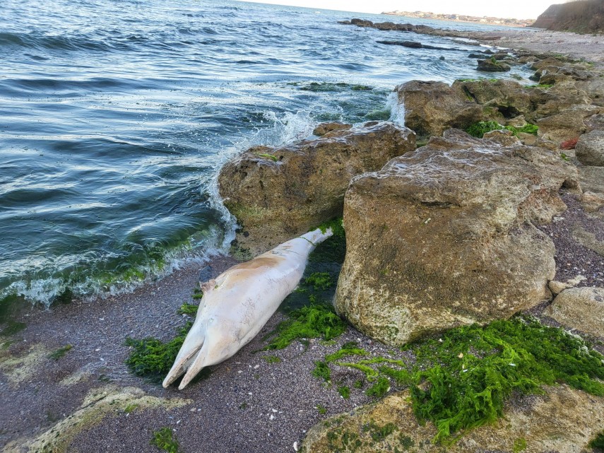 Delfin mort, Sursa foto: Facebook/Oana Ursu
