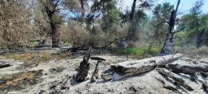 FOTO-VIDEO. ISU Tulcea Incendiu de vegetație uscată și fond forestier în zona Sireasa - Delta Dunării  