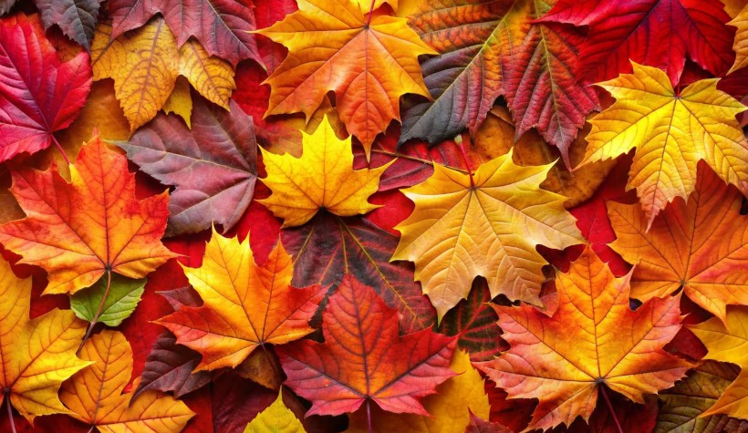 foto: Freepick.com