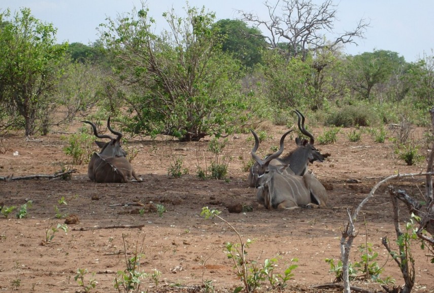 Chobe National Park, Botswana, Sursa foto: Wikipedia
