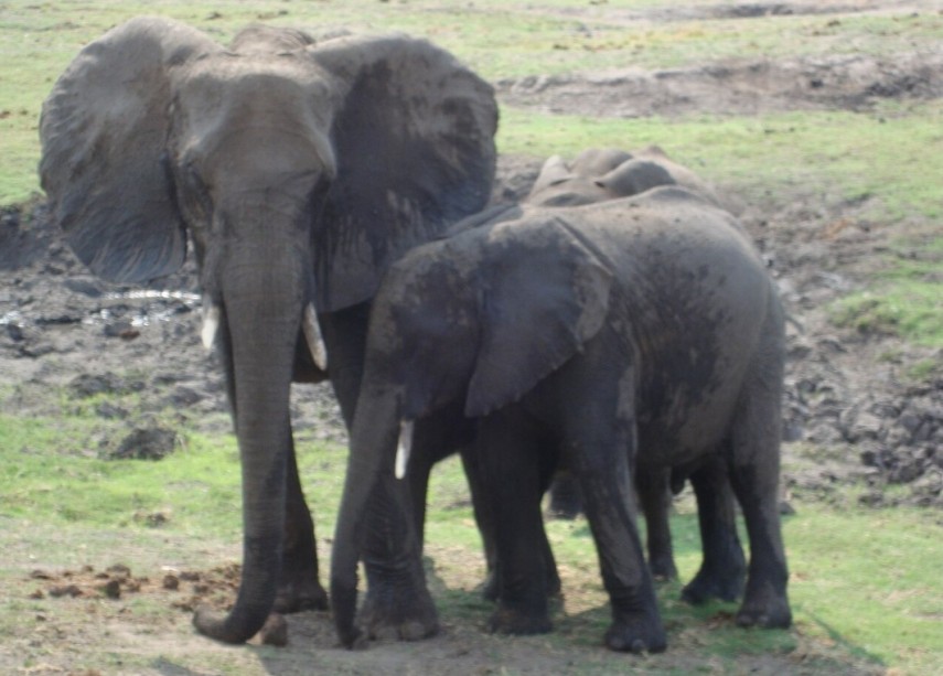 Elefanți în Parcul Național Chobe, Sursa foto: Wikipedia
