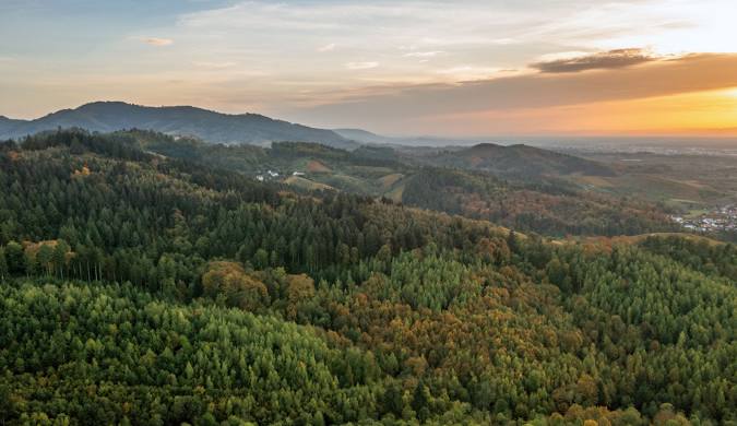 Padurea Neagra, Germania. Foto - Wikipedia