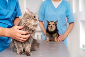 Un nou termen în dosarul ce vizează Colegiul Medicilor Veterinari din România versus filiala Tulcea