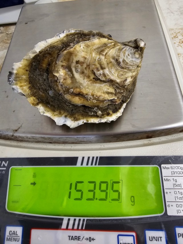 foto incdm finalizeaza proiectul cresterea experimentala a stridiei japoneze in marea neagra ce au constatat foto incdm finalizeaza proiectul cresterea experimentala a stridiei japoneze in marea neagra ce au constatat