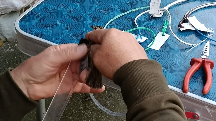 foto centrul de monitorizare ornitologica grindul lupilor din perimetrul rbdd gazda unei actiuni stiintifice foto centrul de monitorizare ornitologica grindul lupilor din perimetrul rbdd gazda unei actiuni stiintifice