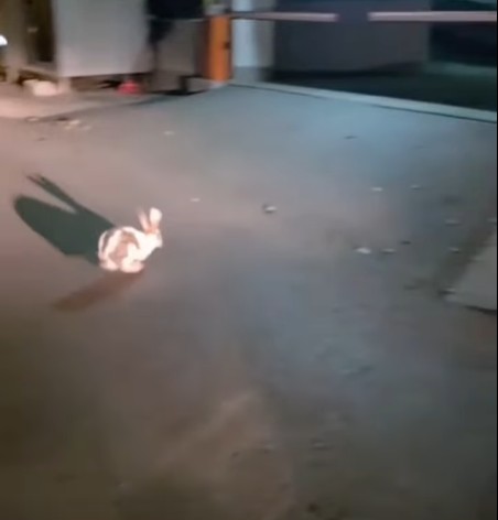 Sursa foto: Facebook/Captură/IJJ Galați