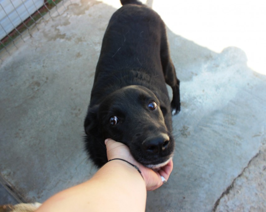 Bruno, Sursa foto: Facebook/ Kola Kariola