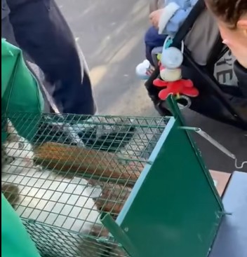 Sursa foto: Facebook/Asociatia TNR Capturare Sterilizare Eliberare