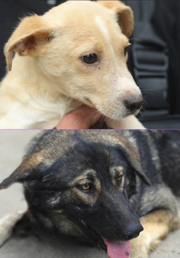 Sursă foto: Primăria Constanța