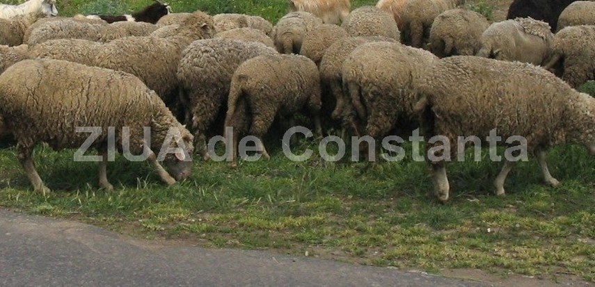 Foto ilustrativă - sursa: ZIUA de Constanța