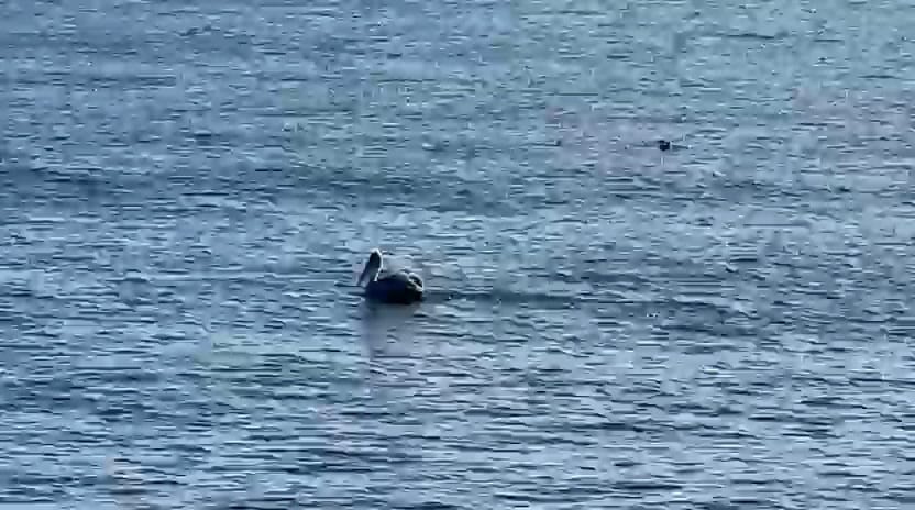 foto video spectacol pe litoral mai multi pelicani observati astazi in zona cazinoului din constanta foto video spectacol pe litoral mai multi pelicani observati astazi in zona cazinoului din constanta