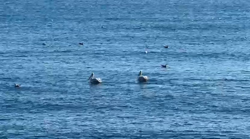 foto video spectacol pe litoral mai multi pelicani observati astazi in zona cazinoului din constanta foto video spectacol pe litoral mai multi pelicani observati astazi in zona cazinoului din constanta