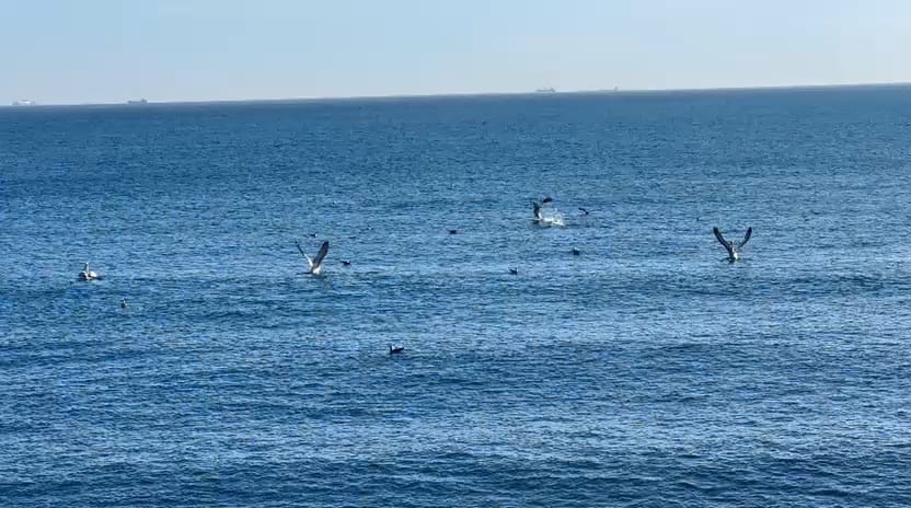 foto video spectacol pe litoral mai multi pelicani observati astazi in zona cazinoului din constanta foto video spectacol pe litoral mai multi pelicani observati astazi in zona cazinoului din constanta