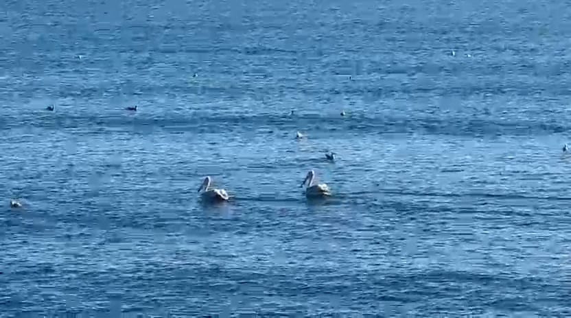 foto video spectacol pe litoral mai multi pelicani observati astazi in zona cazinoului din constanta foto video spectacol pe litoral mai multi pelicani observati astazi in zona cazinoului din constanta