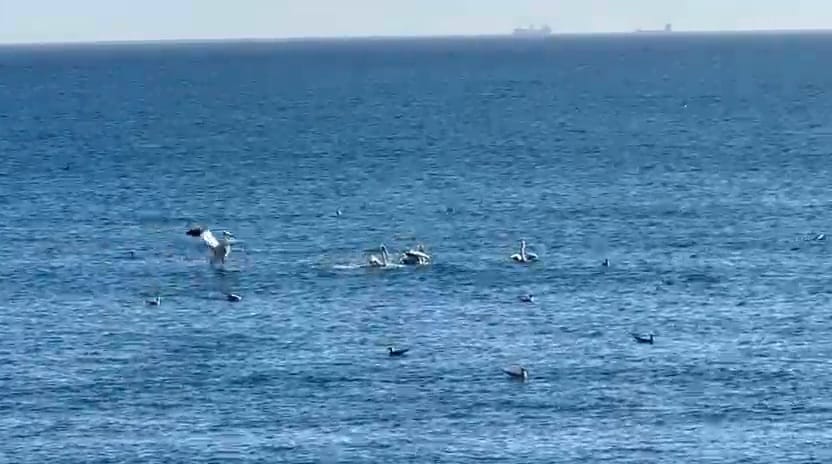 foto video spectacol pe litoral mai multi pelicani observati astazi in zona cazinoului din constanta foto video spectacol pe litoral mai multi pelicani observati astazi in zona cazinoului din constanta