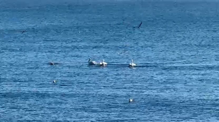 foto video spectacol pe litoral mai multi pelicani observati astazi in zona cazinoului din constanta foto video spectacol pe litoral mai multi pelicani observati astazi in zona cazinoului din constanta