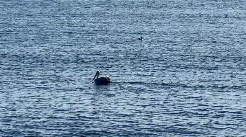 foto video spectacol pe litoral mai multi pelicani observati astazi in zona cazinoului din constanta foto video spectacol pe litoral mai multi pelicani observati astazi in zona cazinoului din constanta