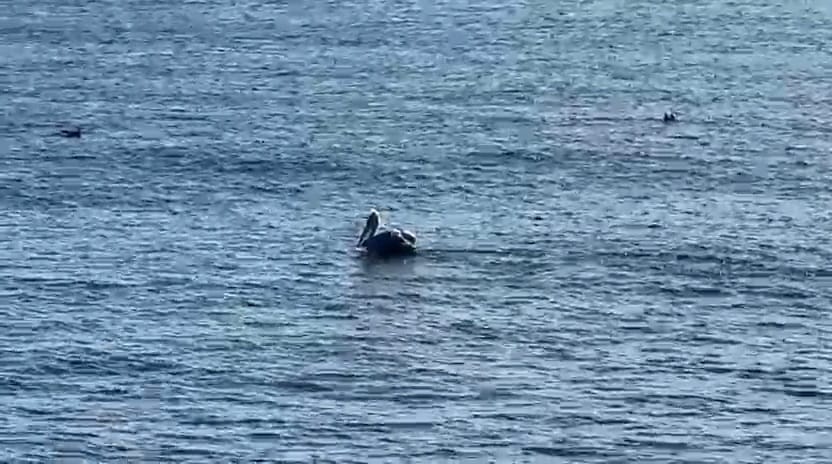 foto video spectacol pe litoral mai multi pelicani observati astazi in zona cazinoului din constanta foto video spectacol pe litoral mai multi pelicani observati astazi in zona cazinoului din constanta