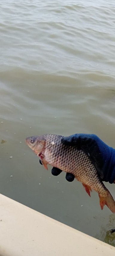 foto amenzi si confiscari in urma unei actiuni de control a arbdd in rezervatia biosferei delta dunarii foto amenzi si confiscari in urma unei actiuni de control a arbdd in rezervatia biosferei delta dunarii