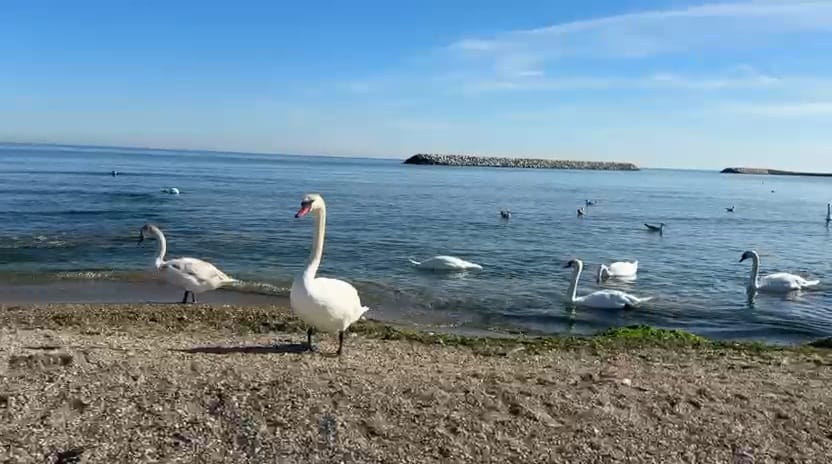 constanta foto video lebedele in spectacol de toamna la capu turcului din eforie sud 916378 constanta foto video lebedele in spectacol de toamna la capu turcului din eforie sud 916378