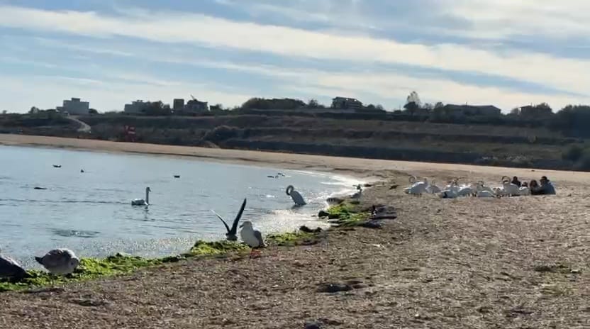 constanta foto video lebedele in spectacol de toamna la capu turcului din eforie sud 916378 constanta foto video lebedele in spectacol de toamna la capu turcului din eforie sud 916378