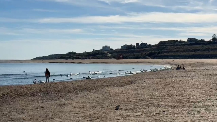 constanta foto video lebedele in spectacol de toamna la capu turcului din eforie sud 916378 constanta foto video lebedele in spectacol de toamna la capu turcului din eforie sud 916378