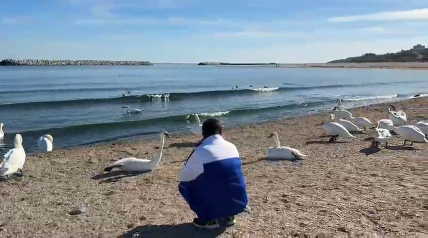 constanta foto video lebedele in spectacol de toamna la capu turcului din eforie sud 916378 constanta foto video lebedele in spectacol de toamna la capu turcului din eforie sud 916378