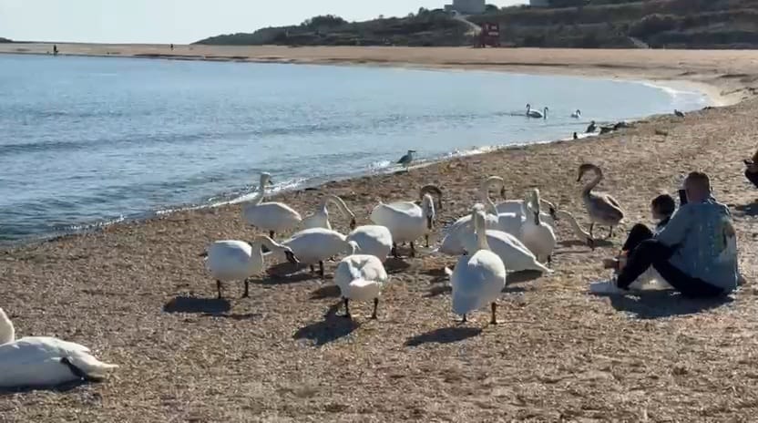 constanta foto video lebedele in spectacol de toamna la capu turcului din eforie sud 916378 constanta foto video lebedele in spectacol de toamna la capu turcului din eforie sud 916378