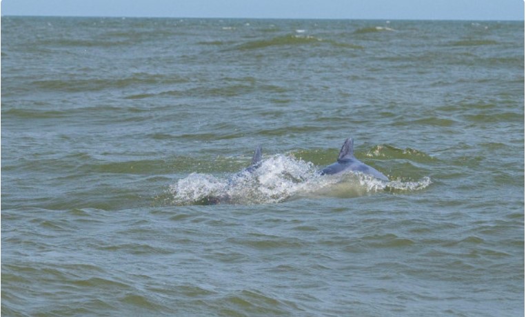 Sursa foto: Ministerul Mediului, Apelor și Pădurilor