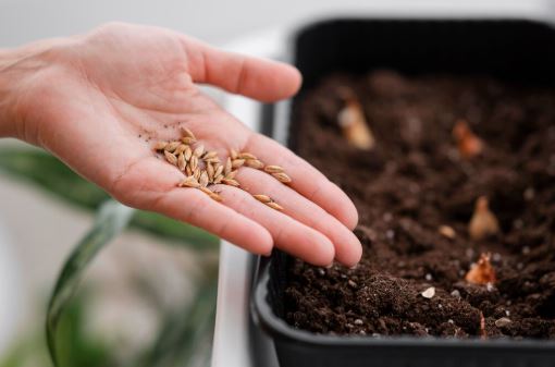 sursa foto: freepick.com 