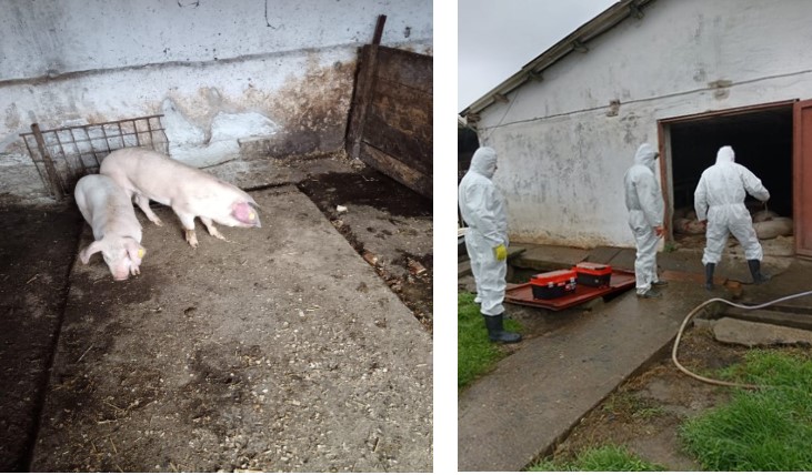 Foto: DSVSA Constanța