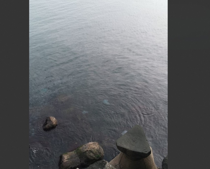 foto meduze observate in zona poarta 1 langa cazinoul din constanta 919778 foto meduze observate in zona poarta 1 langa cazinoul din constanta 919778