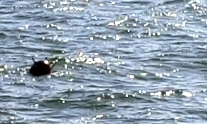 Foto cu rol ilustrativ