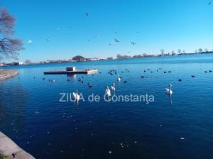Lebedele, vedetele zilei pe Lacul Neptun din județul Constanța (GALERIE FOTO)