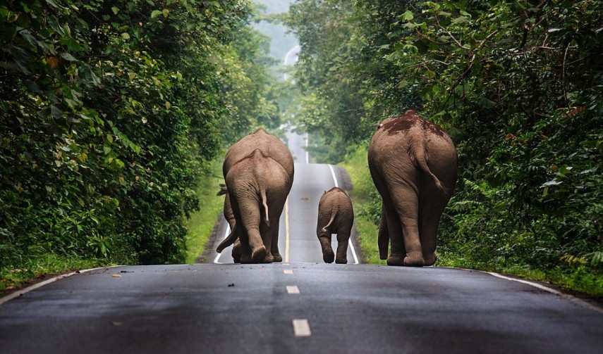 Elefanți, sursa foto: Wikipedia