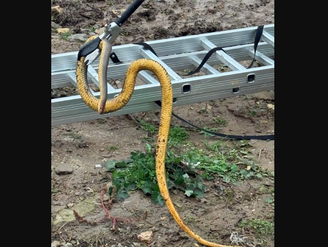 sursa foto:IJJ Tulcea