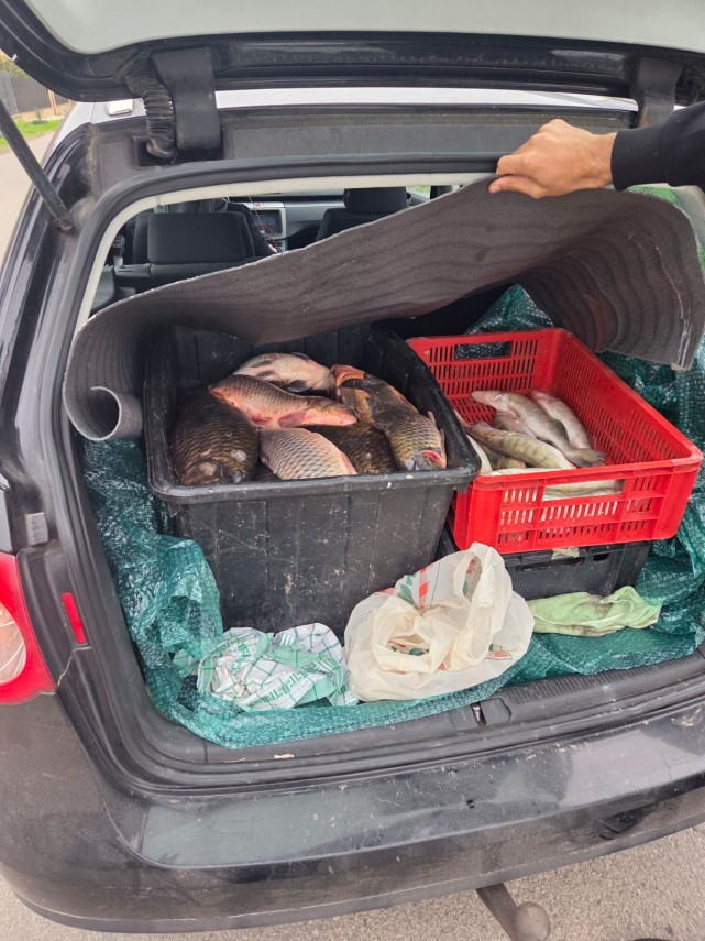 jandarmii constanteni au oprit vanzarea ilegala a peste 100 kg de peste 920540 jandarmii constanteni au oprit vanzarea ilegala a peste 100 kg de peste 920540