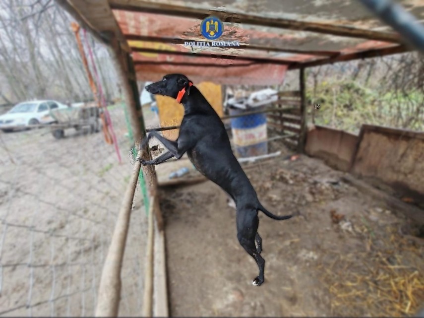 Sursă foto: IPJ Ialomița