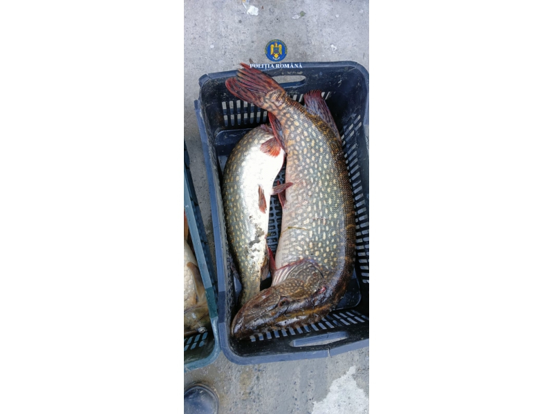 foto peste 478 kg de peste si 159 de unelte confiscate in actiuni impotriva pescuitului ilegal in tulcea foto peste 478 kg de peste si 159 de unelte confiscate in actiuni impotriva pescuitului ilegal in tulcea