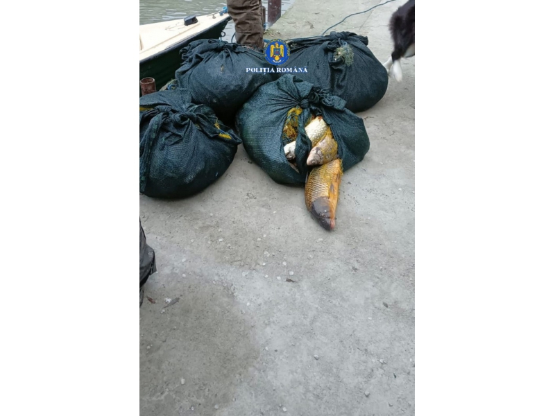 foto peste 478 kg de peste si 159 de unelte confiscate in actiuni impotriva pescuitului ilegal in tulcea foto peste 478 kg de peste si 159 de unelte confiscate in actiuni impotriva pescuitului ilegal in tulcea