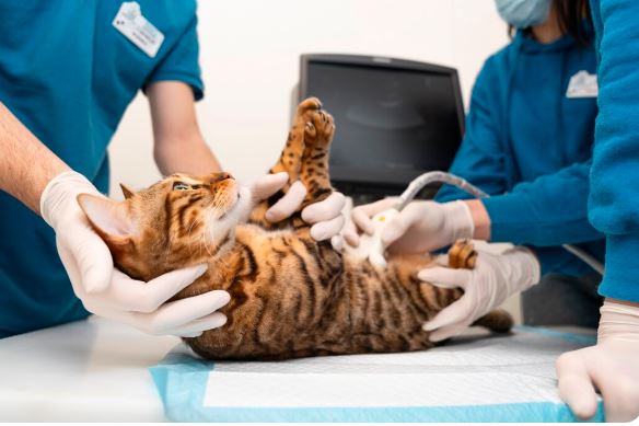 sursa foto: Freepick.com