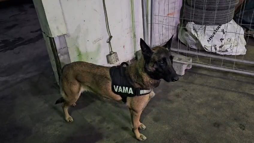 biroul vamal de frontiera constanta sud peste 880 000 de produse susceptibile a fi contrafacute in valoare biroul vamal de frontiera constanta sud peste 880 000 de produse susceptibile a fi contrafacute in valoare