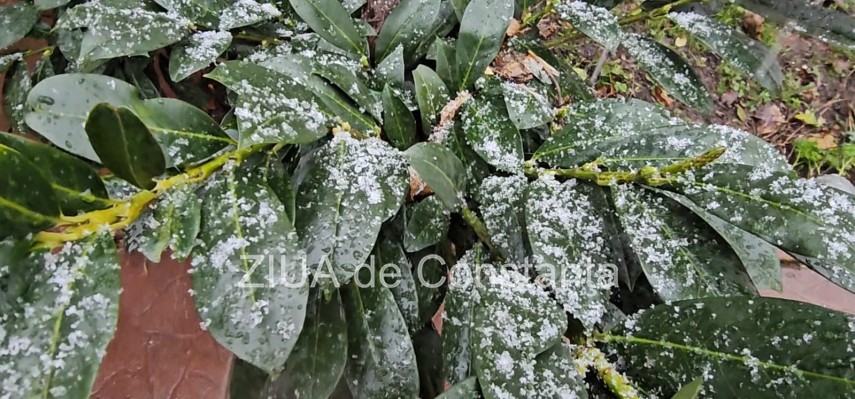 foto video ninge la constanta avertizari meteo emise de meteorologi 923430 foto video ninge la constanta avertizari meteo emise de meteorologi 923430