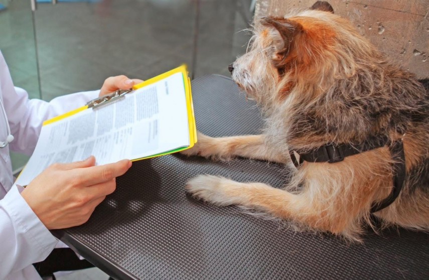 Sursa foto: primăria Constanța