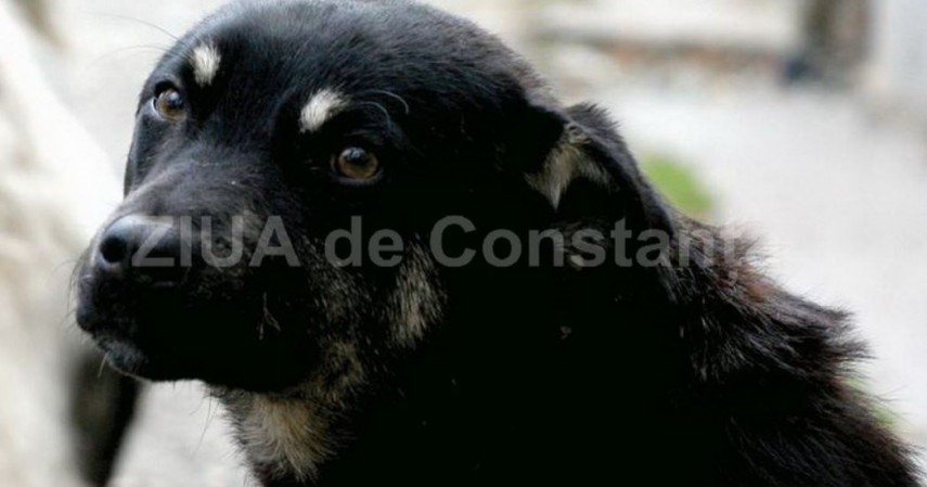 Foto cu rol ilustrativ, Sursa: ZIUA de Constanța