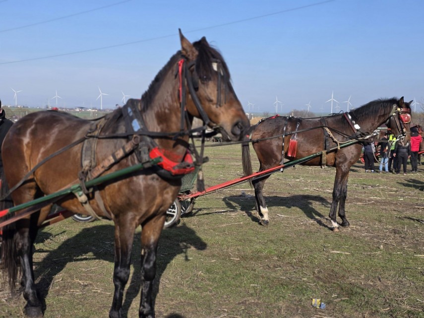 stiri constanta foto traditia botezului cailor celebrata cu fast in comuna nicolae balcescu de boboteaza stiri constanta foto traditia botezului cailor celebrata cu fast in comuna nicolae balcescu de boboteaza